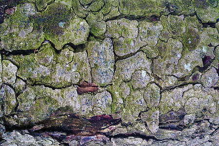 树干 采石或松树 背景 图案图片