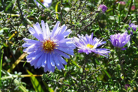 春天或夏天美丽的紫色野花的景色蓝色场地花瓣植物背景天空草本植物晴天甘菊洋甘菊图片
