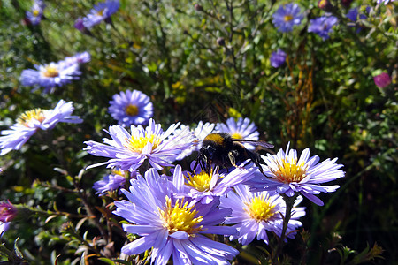 阳光明媚的白天美丽的花田 背景太阳植物群草本植物场地食物草地叶子牧场季节紫色图片