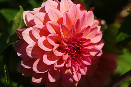 美丽的奶油色特制大丽花花朵 Dahlia多彩的花朵巨集拍摄图片