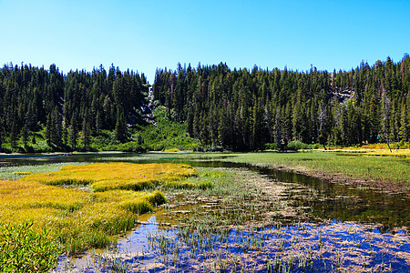 山林环绕着一个过度生长的湖景象图片