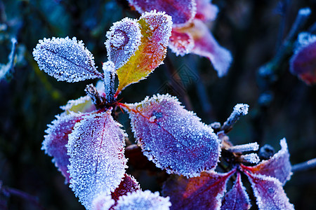 叶子上的冰晶 - 叶子上微小冰晶的特写照片 选择性地聚焦在图像的中心部分图片