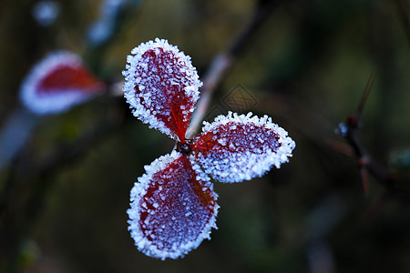 霜冻的秋天植物 冰冻下树枝上的冷冻绿叶图片