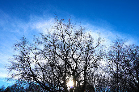 美丽的树在天空背景 树木 天空图片