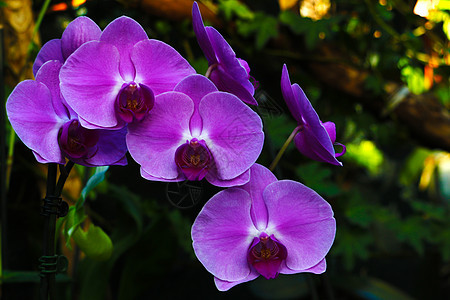 粉色花朵或夏季或春日热带花园花卉的摩斯登德罗比亚兰花 选择焦点 农业概念设计 加上复制空间添加文字明信片蓝色紫色植物石斛花瓣花束图片