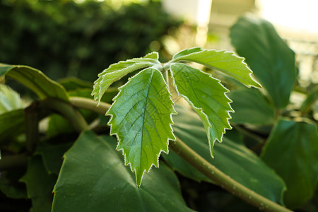 春天或夏天的青绿树叶森林地面起源土壤植物阳光宏观种子植物学植物群图片