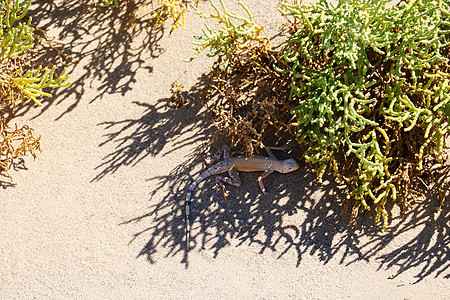 在阳光明媚的热天 在灌木丛下的蜥蜴图片