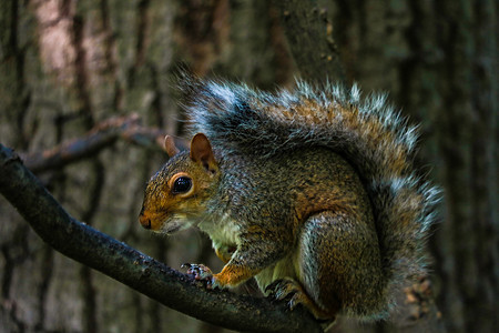 松鼠在纽约中央公园的大分店吃东西阴影叶子毛皮森林公园小松鼠荒野松树好奇心环境图片