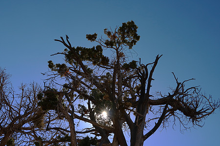 在夏日阳光下 面对清空的蓝色天空 死亡树影形状图片