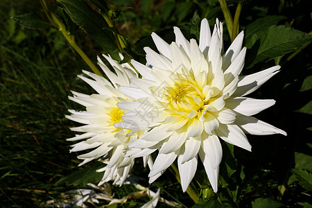 Dahlia有奶油白色花瓣 Dahlia白星 花园里有白色大丽雅花束植物星星植物学叶子植物群宏观园艺大丽花衬套图片