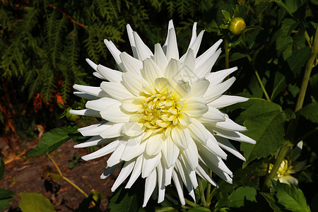 Dahlia有奶油白色花瓣 Dahlia白星 花园里有白色大丽雅生长分支机构园艺衬套星星宏观团体叶子植物学植物群图片