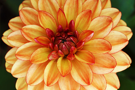 一朵有亮红色和橙色花瓣的达利娅花朵图片