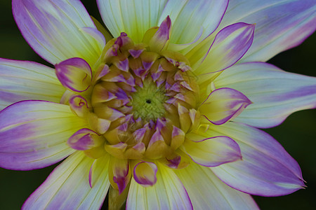 和紫色大丽花宏观特写摄影的细节 强调纹理对比和抽象复杂花卉图案的彩色照片植物群花园设计植物学元素浅色花瓣植物图片