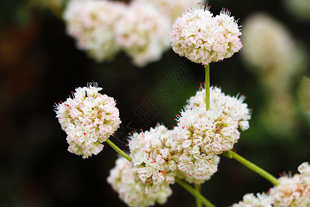 野生药草在开花期间的植物 特写图片