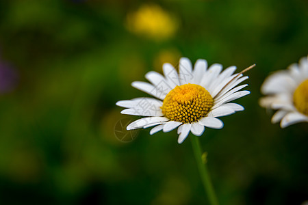 绿色草原背景的代谢环境农村花粉花瓣雏菊花荒野雏菊植物季节植物群图片