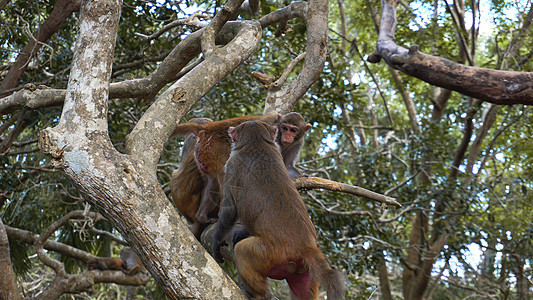 雨林中的猴猕猴 自然环境中的猴子荒野螃蟹毛皮自然避难所尾巴动物松鼠眼睛国家图片