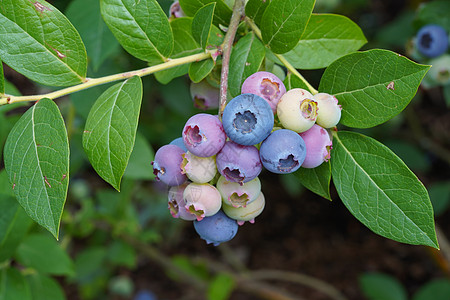 蓝莓 丙烯生长水果灌木季节园艺食物植物衬套收成花园图片