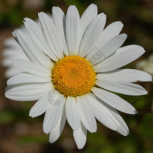 普通的菊花 鲁坎特姆粗俗花艺白花草白色雏菊花头植物群园艺花园花瓣生长图片