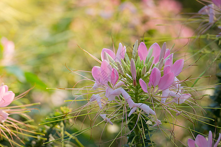 鱼香肉丝图片五颜六色的花的背景图片花束植物群植物花瓣生长宏观季节紫色粉色背景