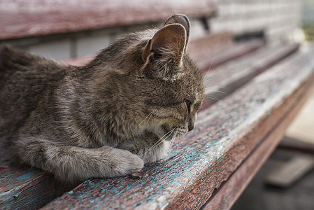 可爱的灰猫坐在户外的木凳上 一只灰猫坐在房子附近的木凳上 这只猫有一双漂亮的黄色眼睛乡村宠物虎斑椅子公园太阳动物毛皮猫咪长椅图片