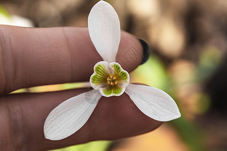 雪花莲春天的花朵 精致的雪花莲花是春天的象征之一 第一朵早期的雪花莲花 早春花园中的白色雪花莲 Galanthis太阳森林花瓣荒图片