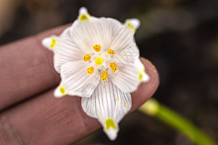 雪花莲春天的花朵 精致的雪花莲花是春天的象征之一 第一朵早期的雪花莲花 早春花园中的白色雪花莲 Galanthis花瓣森林植物学图片