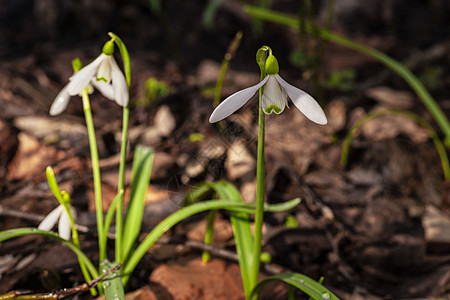 雪花莲春天的花朵 精致的雪花莲花是春天的象征之一 第一朵早期的雪花莲花 早春花园中的白色雪花莲 Galanthis园艺植物群森林图片