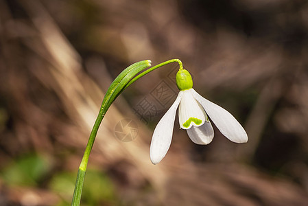 雪花莲春天的花朵 精致的雪花莲花是春天的象征之一 第一朵早期的雪花莲花 早春花园中的白色雪花莲 Galanthis森林荒野生长太图片