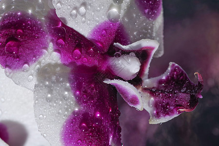 美丽的兰花花背景 兰花特写 兰花热带花的彩色宏观图像植物学礼物温泉花瓣花园植物群植物紫色叶子花束图片