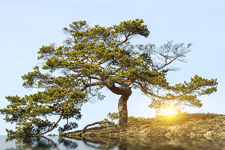 日落成松树植物森林绿色太阳天空季节日落树木木头阳光图片