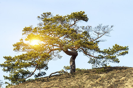 日落成松树太阳植物天空树木日落季节阳光木头森林绿色图片