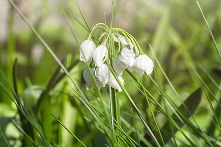 绿色林间空地上的白色春天的花朵 雪花莲春天的花朵 新鲜的绿色很好地补充了白色的雪莲花阳光摄影场地太阳花瓣草地季节生活花园花坛图片