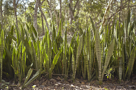 aloe vera 的小型橡皮树篱图片