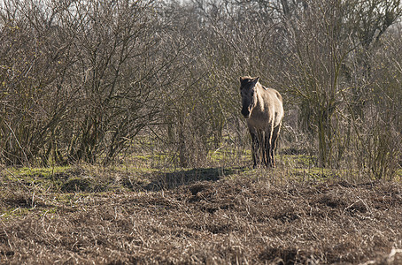 科尼克马在冬季风景中经过晴天牧场哺乳动物季节动物湿地乡村国家支撑公园图片