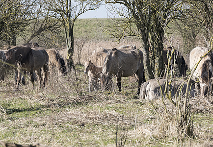 科尼克马在冬季风景中经过母亲草地团体鬃毛哺乳动物晴天湿地支撑牧场季节图片