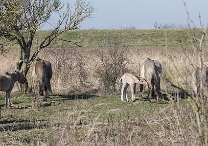 科尼克马在冬季风景中经过湿地支撑团体母亲动物牧场国家场地公园季节图片