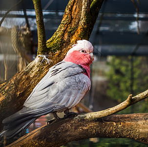 Galah 一只玫瑰胸胸鹦鹉坐在树枝上 在养殖中受欢迎的宠物 来自澳大利亚的热带鸟类图片