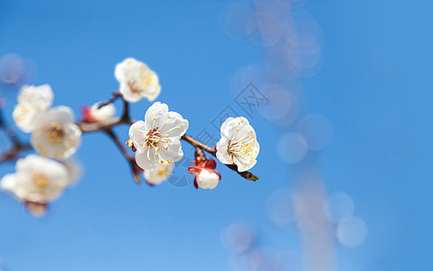 蓝天樱桃树花白色植物群季节花瓣天空樱花花园花朵植物图片