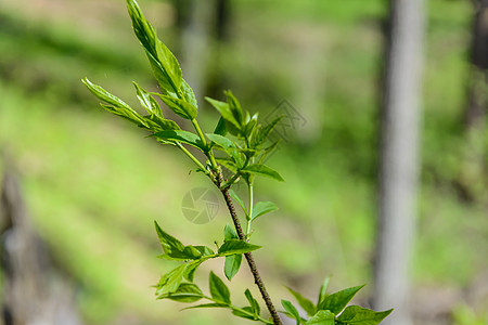 春天自然的觉醒树叶太阳天气树木森林阳光花朵季节树林花蕾图片