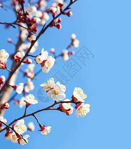 蓝天樱桃树花植物花园花瓣天空植物群白色樱花季节花朵图片