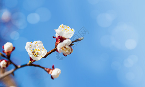 蓝天樱桃树花花瓣花园天空花朵植物白色樱花植物群季节图片
