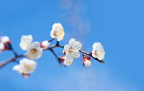 蓝天樱桃树花天空白色花瓣植物群樱花花朵植物季节花园图片