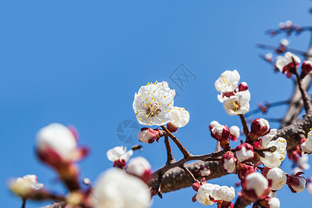 蓝天樱桃树花植物群花瓣季节天空花朵樱花白色植物花园图片