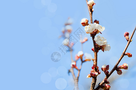 蓝天樱桃树花季节樱花花园天空花朵植物白色植物群花瓣图片