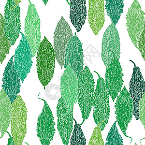 绿色苦瓜无缝的绿色背景香脂蔬菜插图白色草本植物食物艺术水果葫芦营养图片
