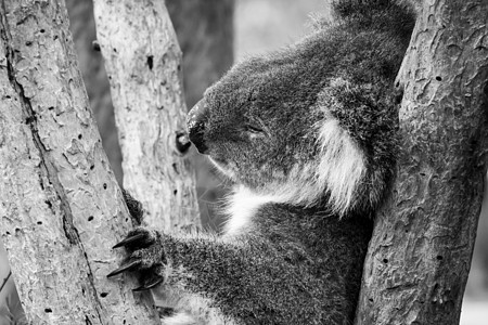 睡在树上 用长爪抱住自己; 在澳洲的考拉熊(Koala bear)图片