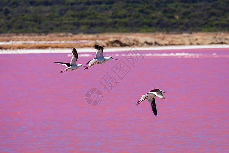 黑翼在西澳大利亚的粉红湖鸟儿洞穴图片