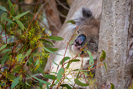 Koala熊睡在澳洲树叶后面的树上图片