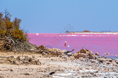西澳大利亚州Gregory旁边粉红湖海滩上的枯木和盐晶体图片