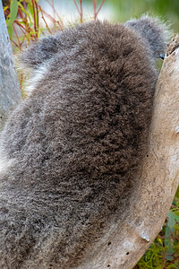 Fur koala熊背靠在澳洲 坐在树上图片